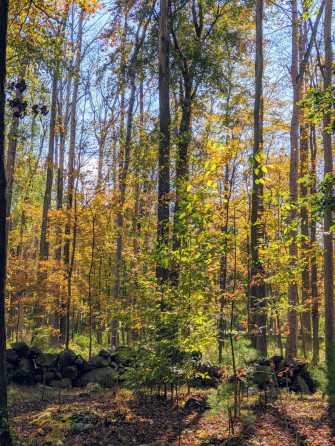Early Fall Image Wallpaper