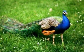 Peacock Wallpaper In HD Most Beautiful Pics