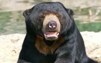 Grizzlies Bear Wild Nature Wallpaper