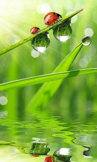 Ladybugs Wallpaper Android Apps On Google Play
