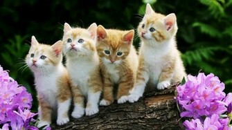 Animal Image Pictures Planet Shelters