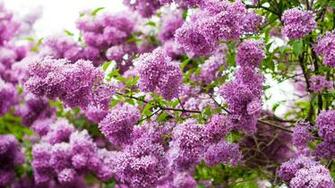 Fond D Cran Violet Lilas Wallpaper