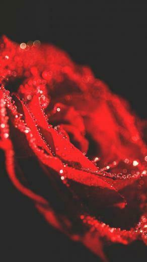 Pretty Red Wallpaper For Your iPhone Xr Heartbreaking