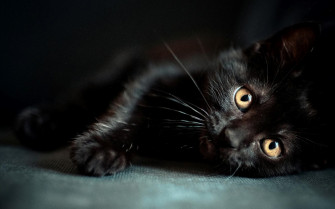 Black Cat Wallpaper