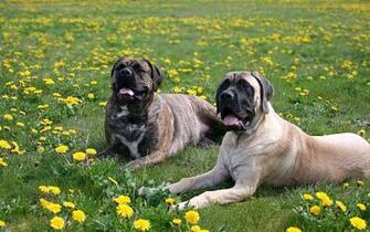 Bullmastiff HD Wallpaper Background