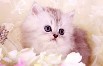 Lovely And Friendly Persian Cats Image