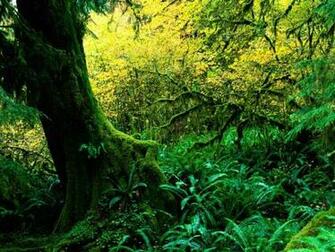 Hoh Rainforest Wallpaper