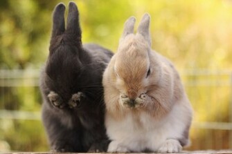 Rabbit Computer Wallpaper Desktop Background Id