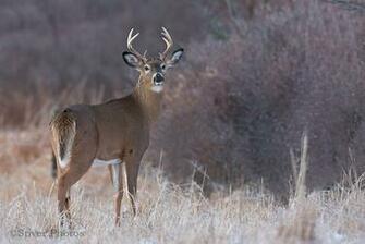 White Tailed Deer Buck Nature Notes