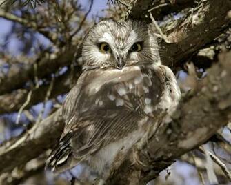 Select Set As Desktop Background Wallpaper Animals Birds