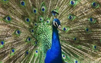 Wallpaper Of Peacock Feathers HD