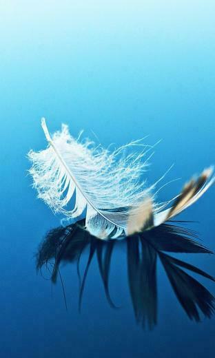 Feather On Blue Surface Wallpaper Screensaver