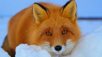 Red Fox Cartoon Image Desktop HD