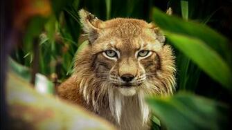 Bobcat Wallpaper Background