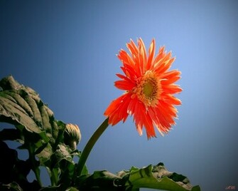 Gerbera Daisy Wallpaper