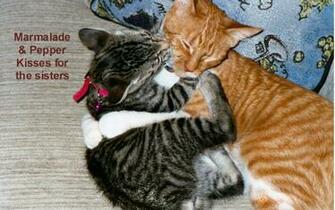 Kitten Love Heart Wallpaper Valentine