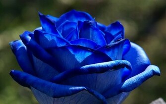 Blue Flowers Wallpaper High Resolution Wide