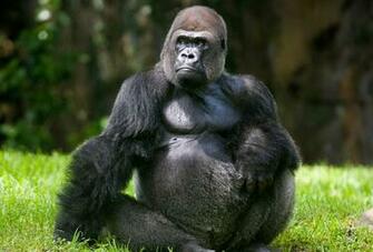Gorilla HD Desktop Wallpaper Image Cool