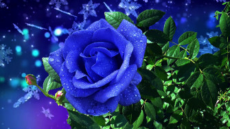 Blue Rose Wallpaper