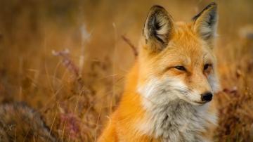 Image Foxes Animals