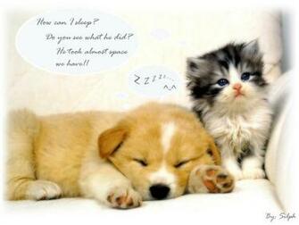Animal Wallpaper Cute