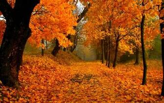 Fall Foliage Wallpaper