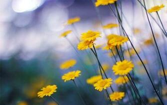 Camomille Flowers HD Wallpaper My Desktop Background
