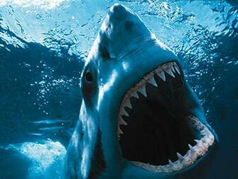 Descargar Jaws Wallpaper Gratis