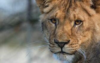 Wallpaper Cat Look Face Close Up Background Portrait Leo