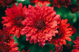 Flowers Fall HD Wallpaper Dat Nature