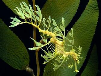Seahorse Wallpaper Wallpaperesque