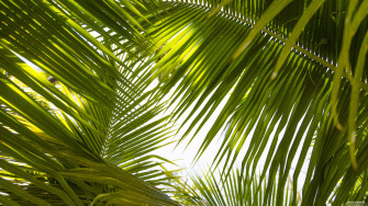 Tropical Leaves Wallpaper Background Kicking Designs