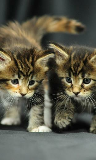 Marvelous Cats Live Wallpaper HD For Android