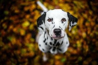 Dalmatian Wallpaper Pictures Image