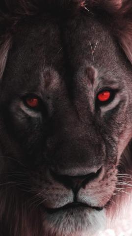 Lion Eyes iPhone Wallpaper