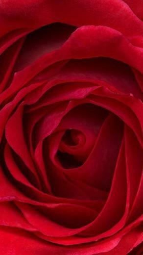 Rose Moto E Wallpaper