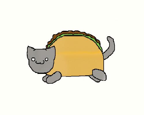 Here Comes The Taco Cat Gif By Cherryblossomey