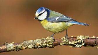 HD Animal Wallpaper Full