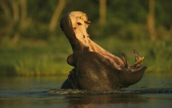 Hippopotamus Mouth Wallpaper HD Wallpaperlepi