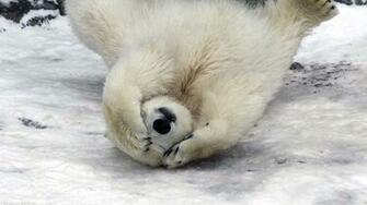 Wallpaper Polar Bear Wool Fur Down Snow 4k