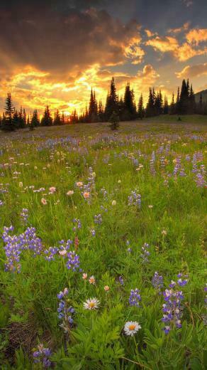 Spring Sunset iPhone HD Wallpaper