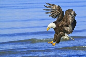 Wallpaper Background Birds Of Prey Fishing Bald Eagle