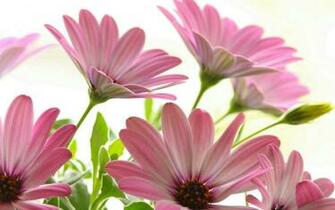 Rainbow Gerbera Daisies Wallpaper Ing Gallery