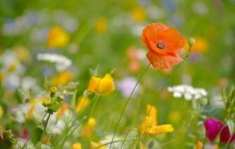 Poppies Poppy Escholzia California Meadow Summer Macro Wallpaper