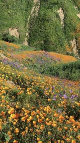 Cottage Core Aesthetic In Nature Scenery Photos