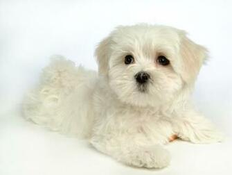 Fluffy Maltese Puppy Dogs White Puppies Wallpaper