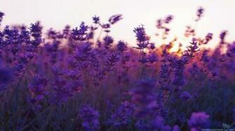 Lavendar Wallpaper