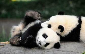 Panda Bear Links