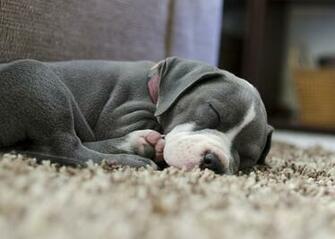 Cute Pitbull Puppy Dogs