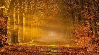 Fall Background HD Wallpaper